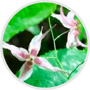 epimedium-sagittatum